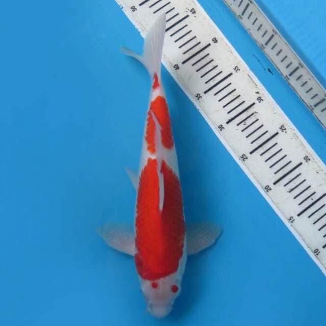 Kohaku