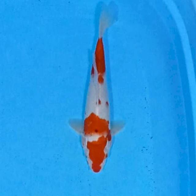 Kohaku