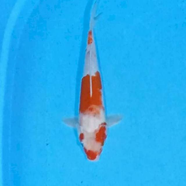Kohaku