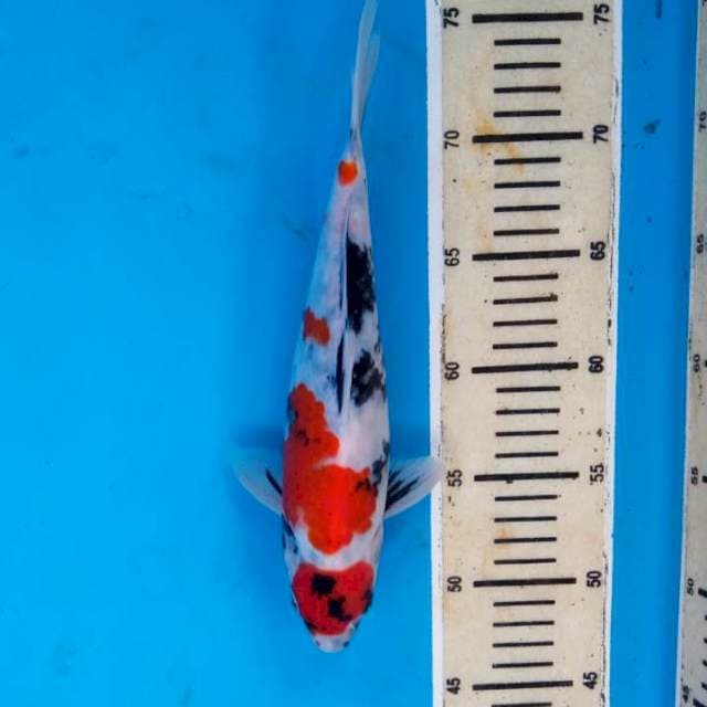 Showa maruten 27 cm