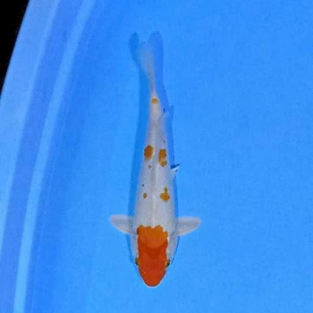 Kohaku