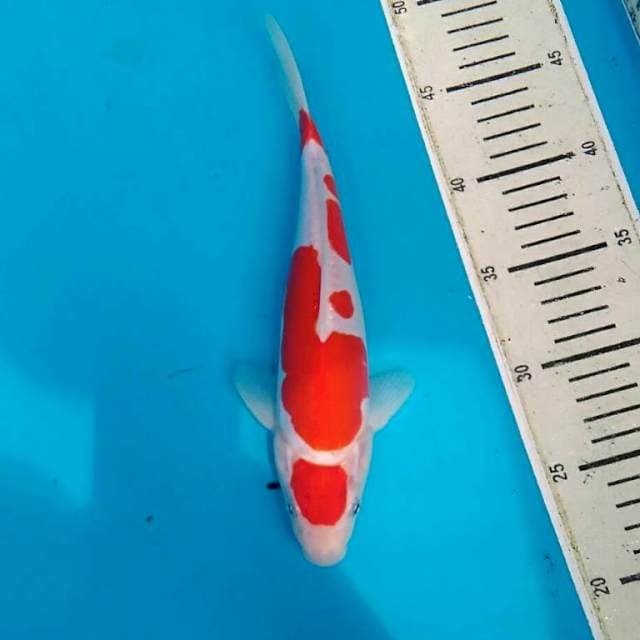 Kohaku Doitsu Murni 32