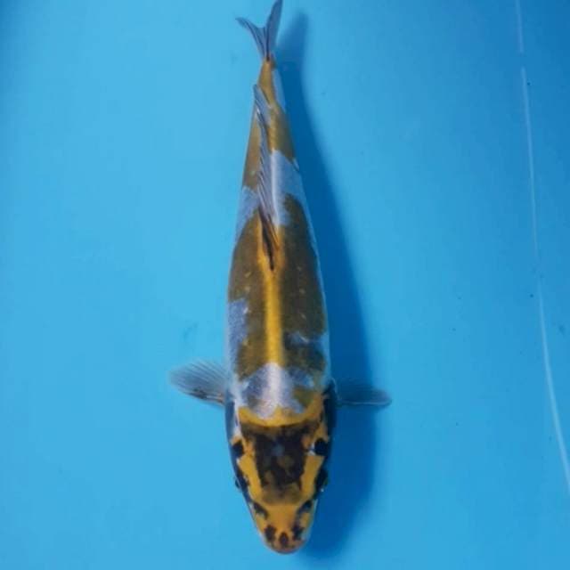 Kiko 37 cm F