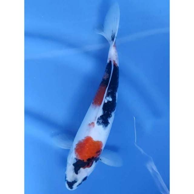 1. Showa || 31 cm