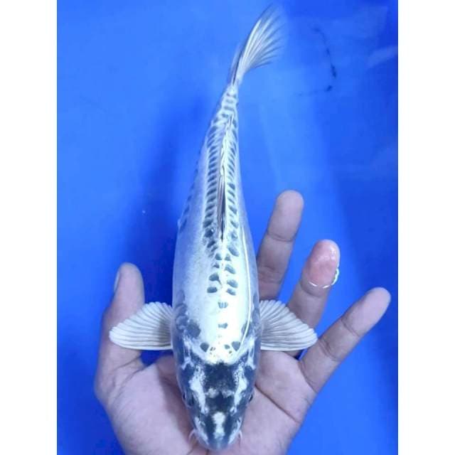 9. Mukasi || 25 cm || Jantan