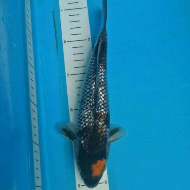 GINRIN.. 25 cm