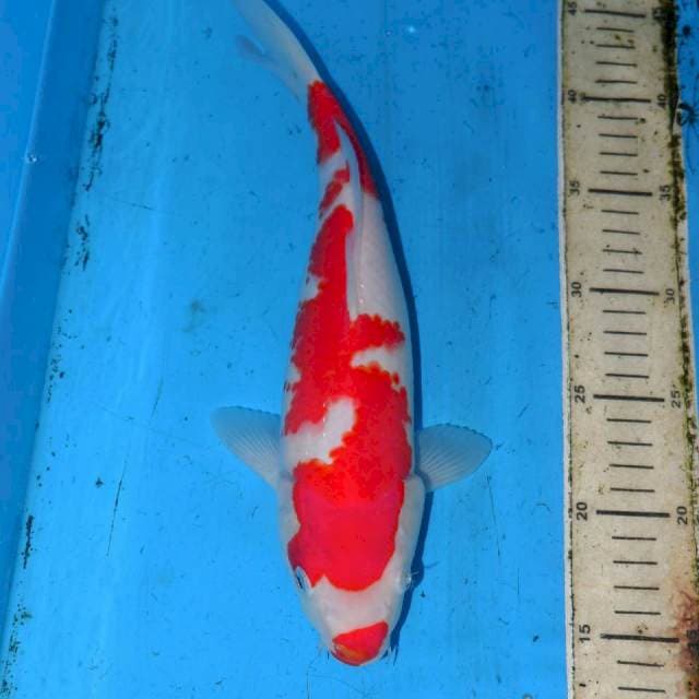 31cm KUCIBENI KOHAKU