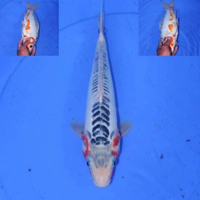 31cm SHUSUI OKE