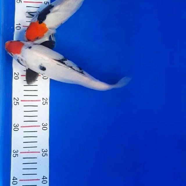 Tancho shiro 24-25 cm