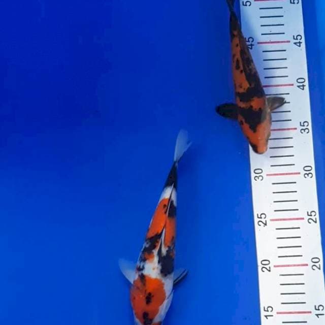 Showa 20 - 22 cm