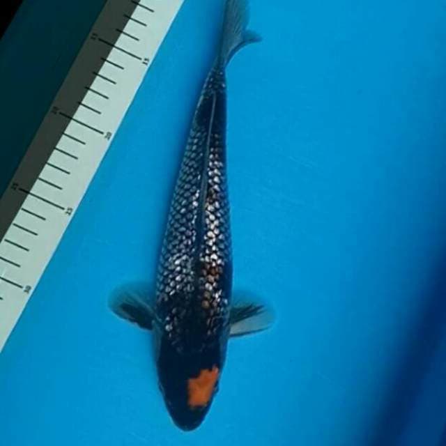 GINRIN 25 CM