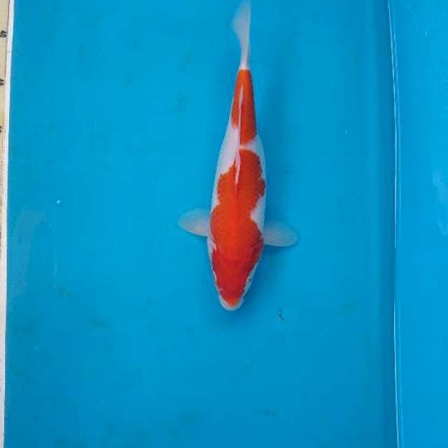 Nidan kohaku 30cm