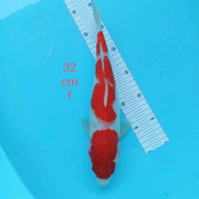 Kohaku 32 cm