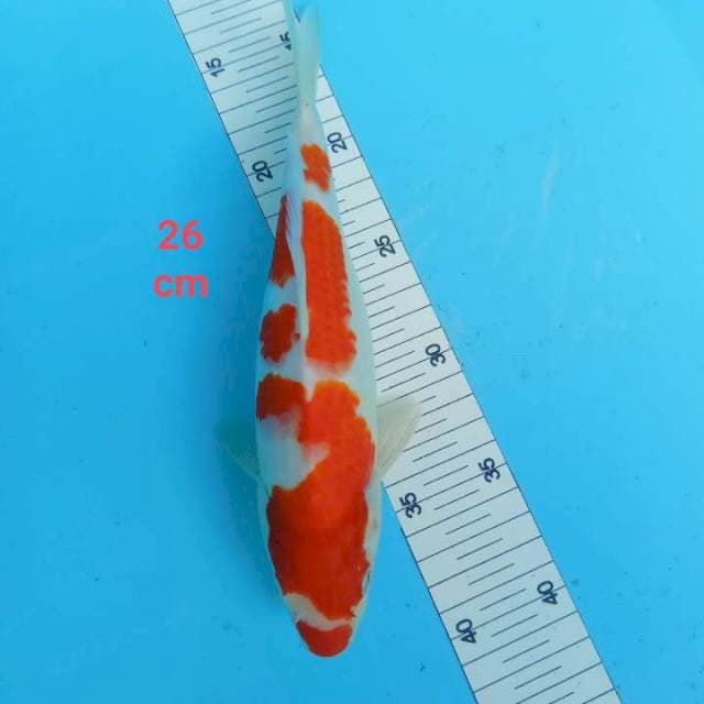 Kohaku strong 26 cm