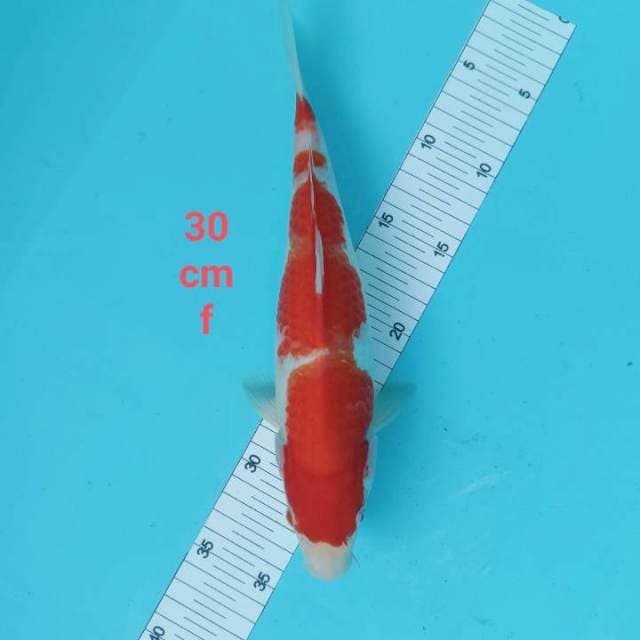 Kohaku strong 30 cm