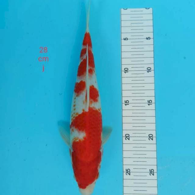 Kohaku kanoko 29 cm