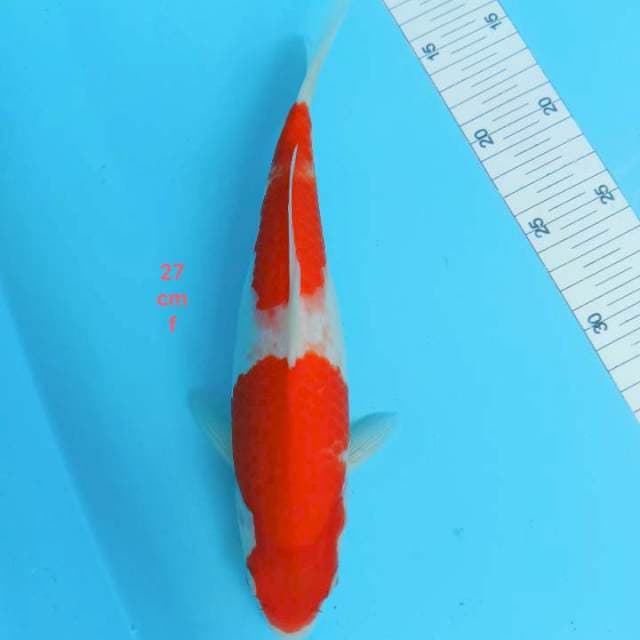 Kohaku Cln jumbo 27 cm