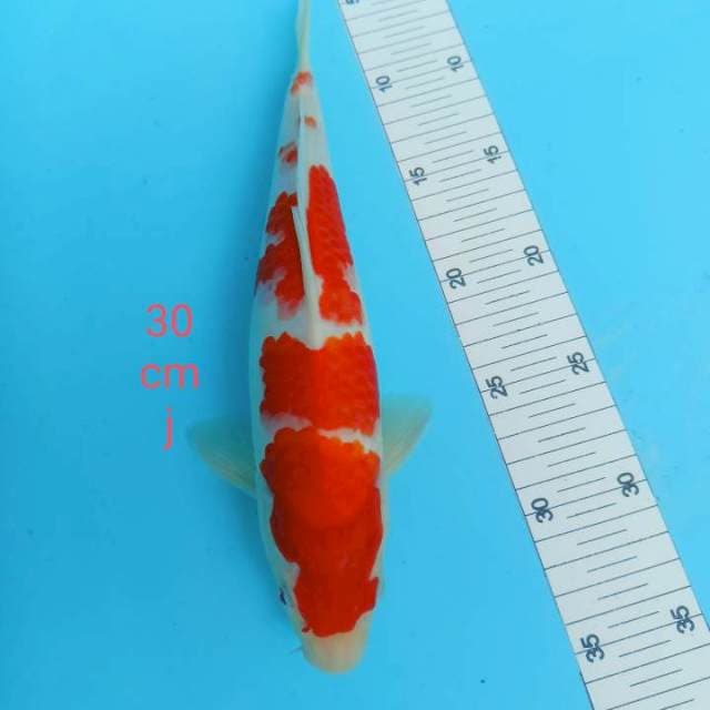 Kohaku strong 30 cm