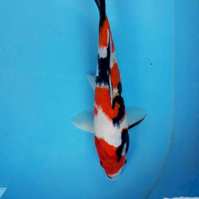Sowa sq 27cm