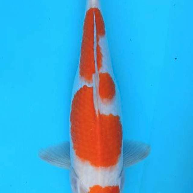 Maruten kohaku good pattern 31cm