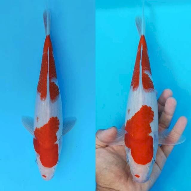 Red sandan kohaku alus 28cm