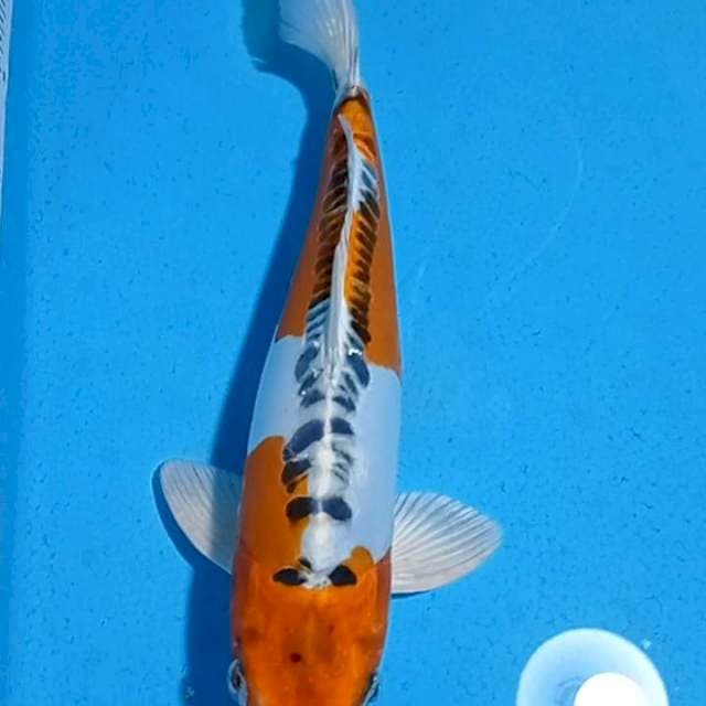 Kujaku Doits 38cm