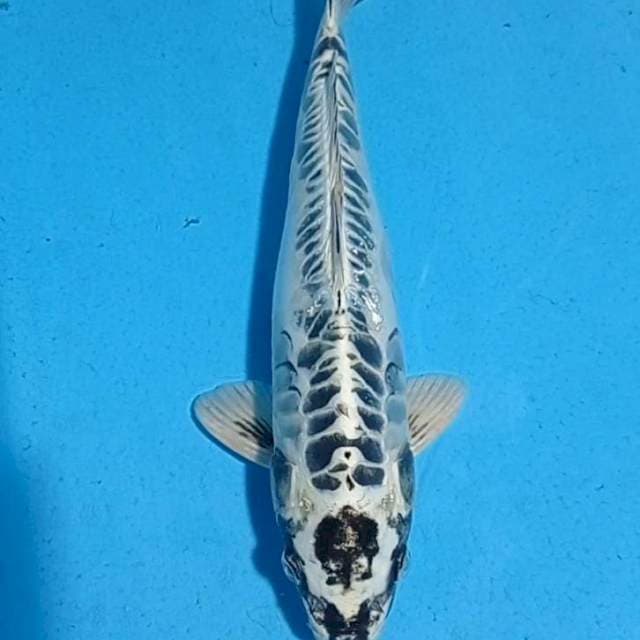 Kikokuryu dragon metalik 33cm