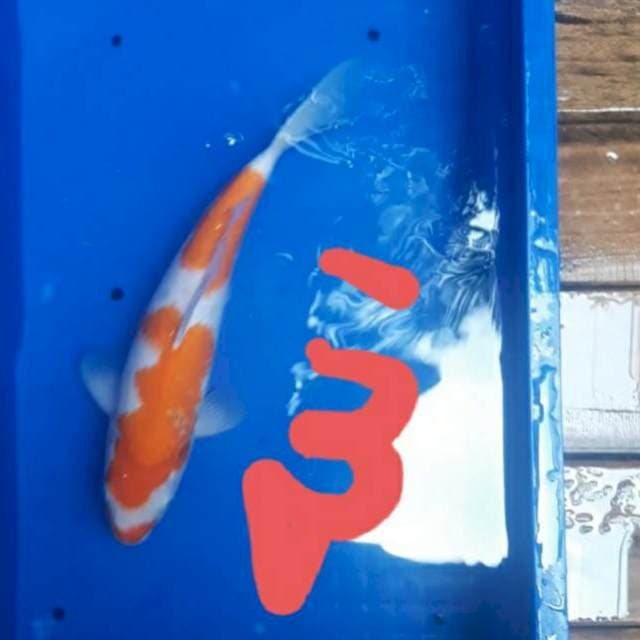 Kohaku patern unik