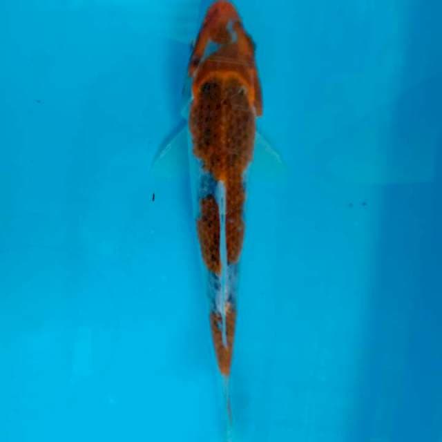 Kujaku 17 cm