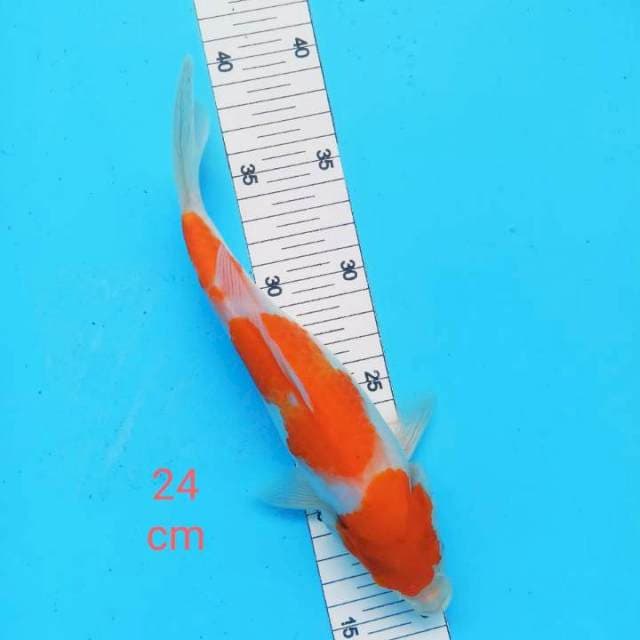 - KOHAKU 24cm -