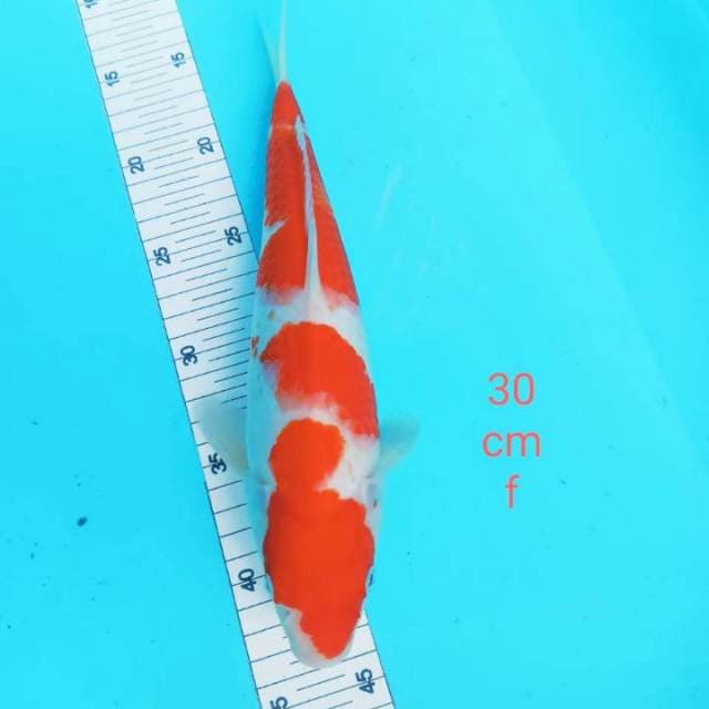- KOHAKU 30cm -