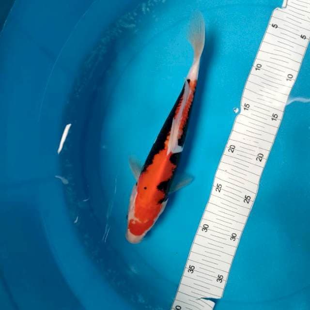 beny