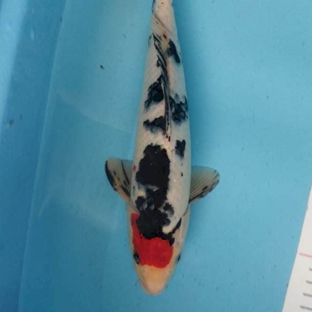 Tancho sanke 30cm