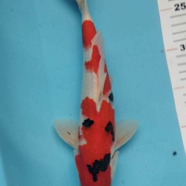 Sanke merah strong 29cm