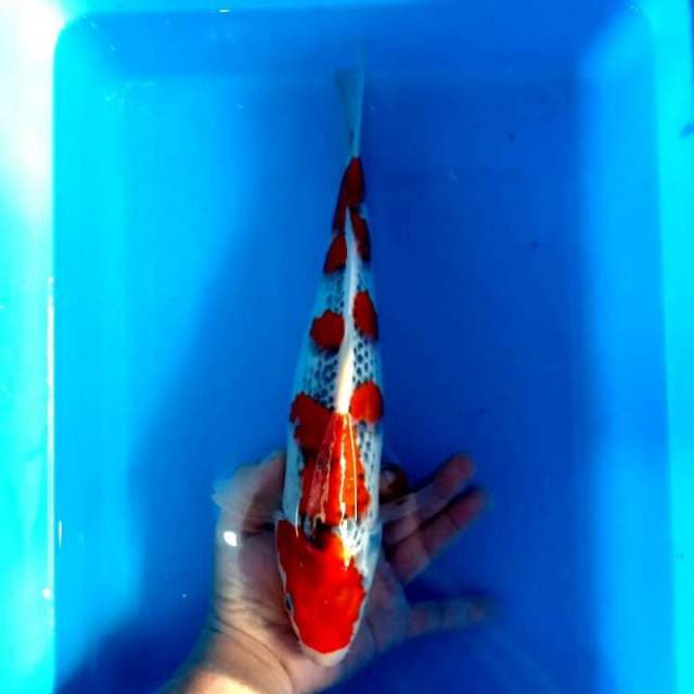 Goshiki lolipop 35çm