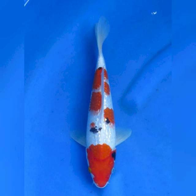29cm - Sanke Ginrin