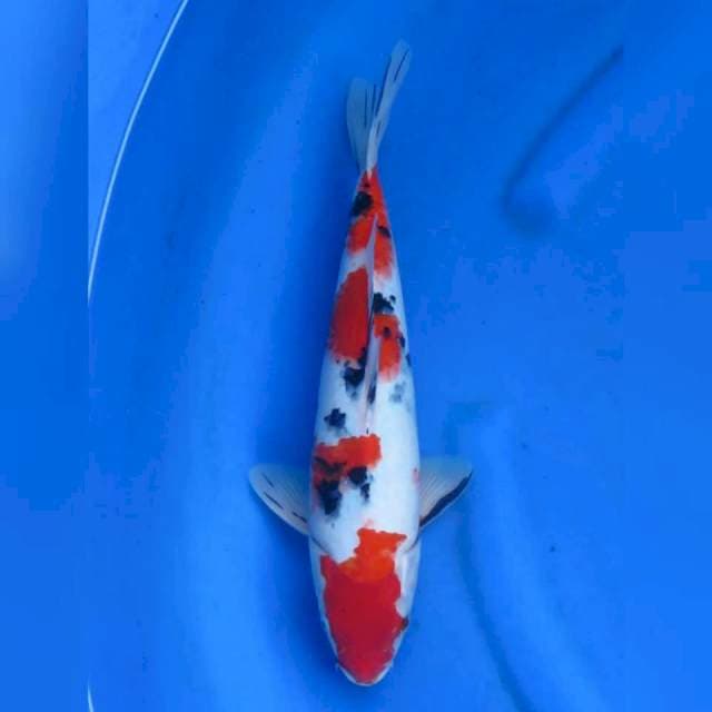 35cm - Red Sanke Tsubo Sumi