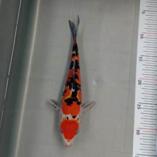 Maruten sanke 24cm