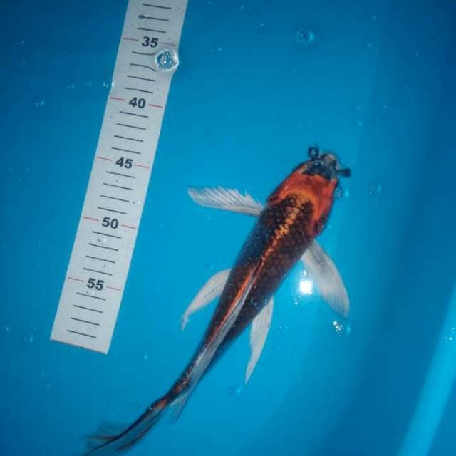 Kumpay kujaku 30cm