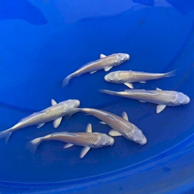 1 Platinum Import Marudo