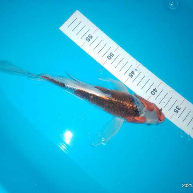 Kumpay kujaku 30cm