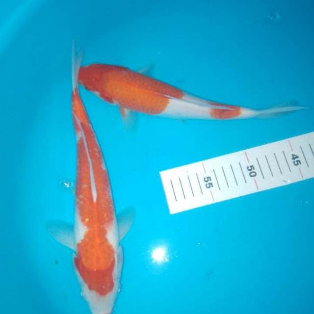Kohaku 2ekor 26-28cm