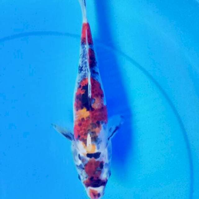 Koi antik 29 cm