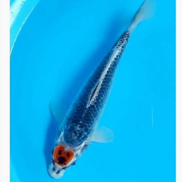 Tancho goshiki