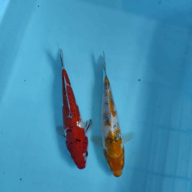 Mix 20cm