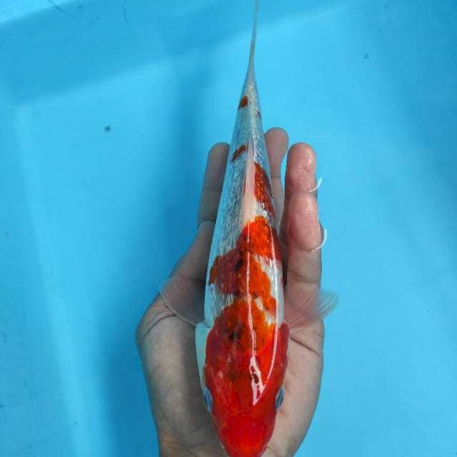 Sanke Ginrin 24cm