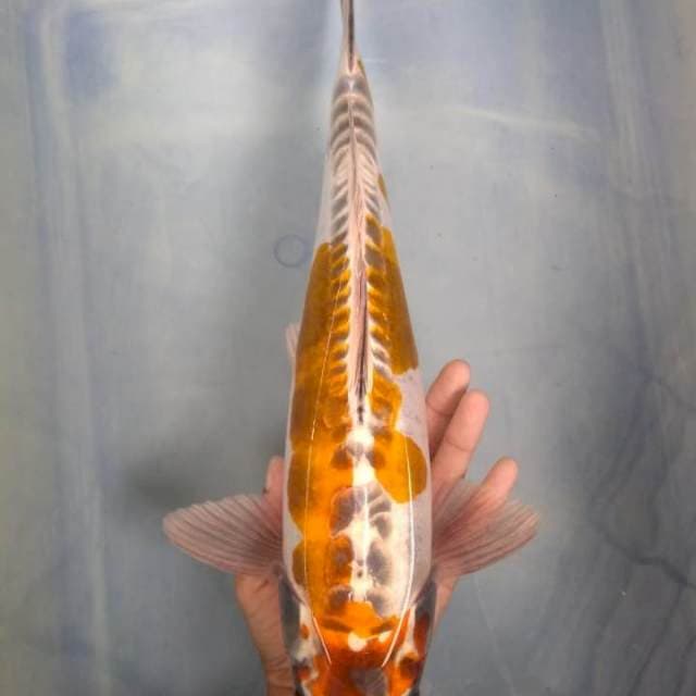 Kikokuryu 40cm Jantan