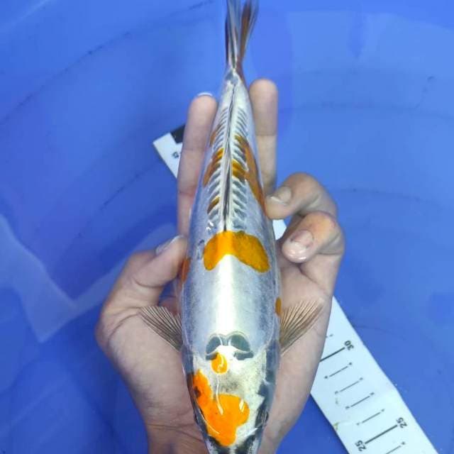 Kin Kikkokuryu 25cm