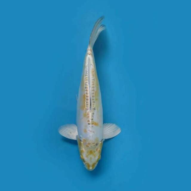 Hariwake 39cm
