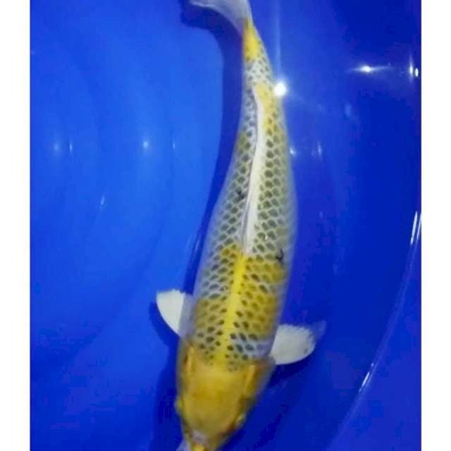 Hariwake 40 cm